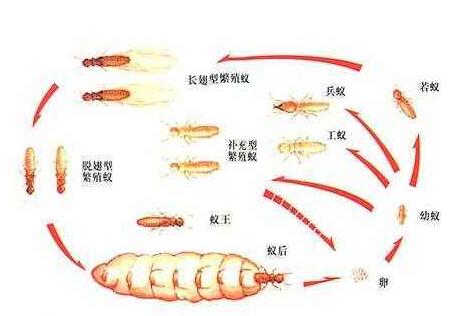 白蚁繁殖.jpg